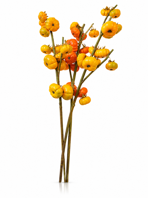 Baies Jaune Doré