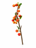 Branche aux Baies Orange