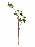 Branche Blanche Délicate