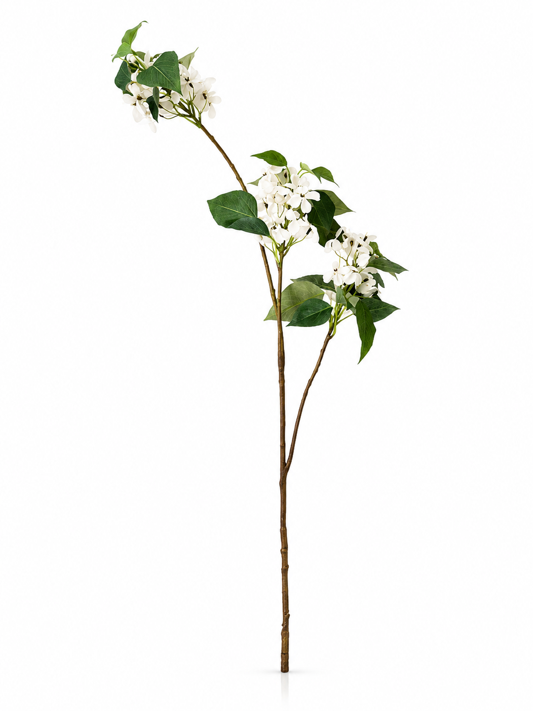 Branche Blanche Délicate