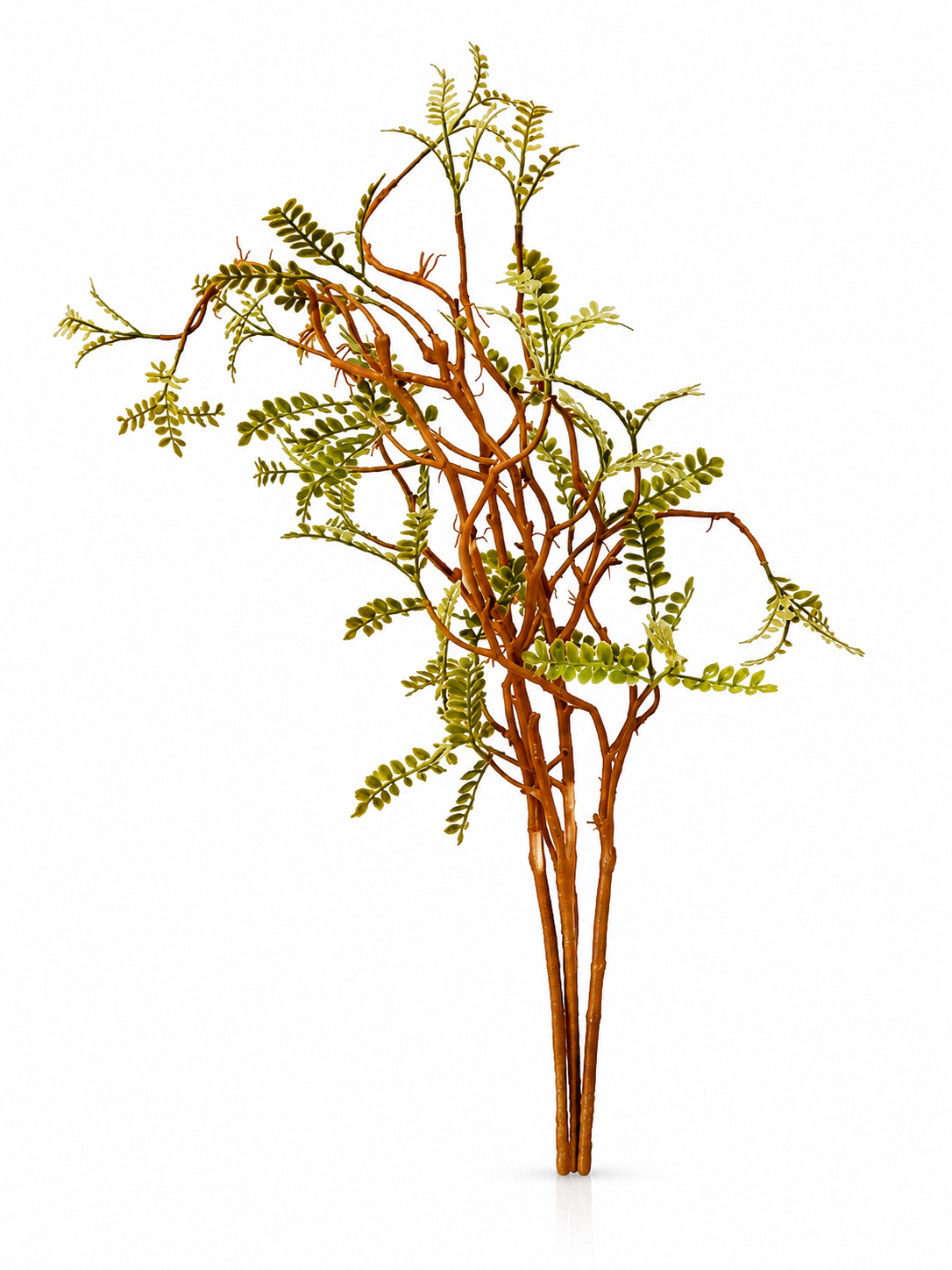 Branche Corail