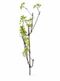 Branche Fleurie Verte