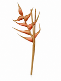 Feuille Exotique Cuivrée