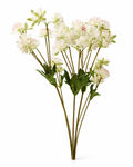 Fleurs Blanches Étoilées