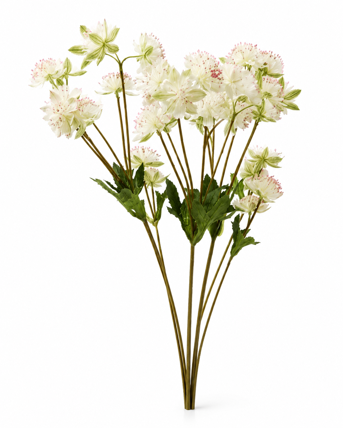 Fleurs Blanches Étoilées
