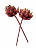 Fleurs Bourgogne