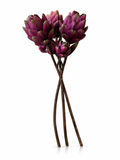 Fleurs Prune