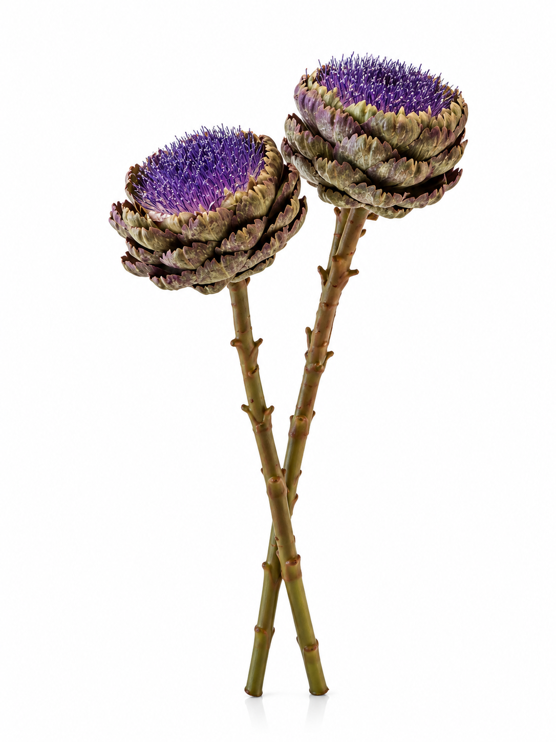 Fleurs Violettes Graphiques