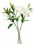 Lys Blancs