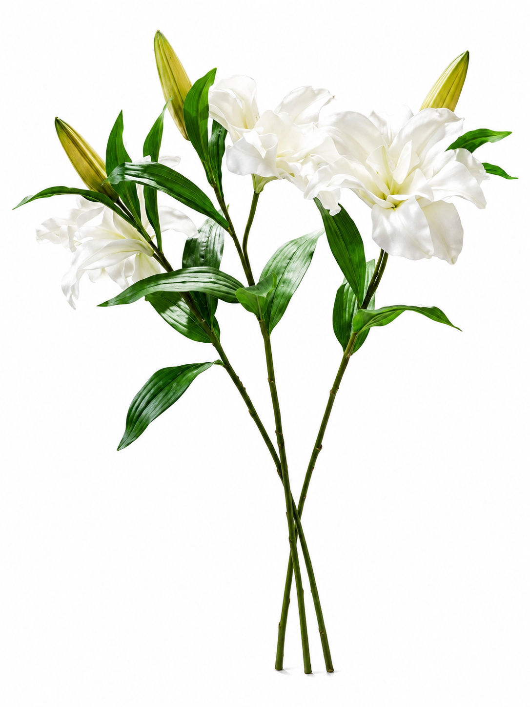 Lys Blancs