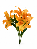 Lys Orange