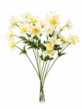 Marguerites Blanches