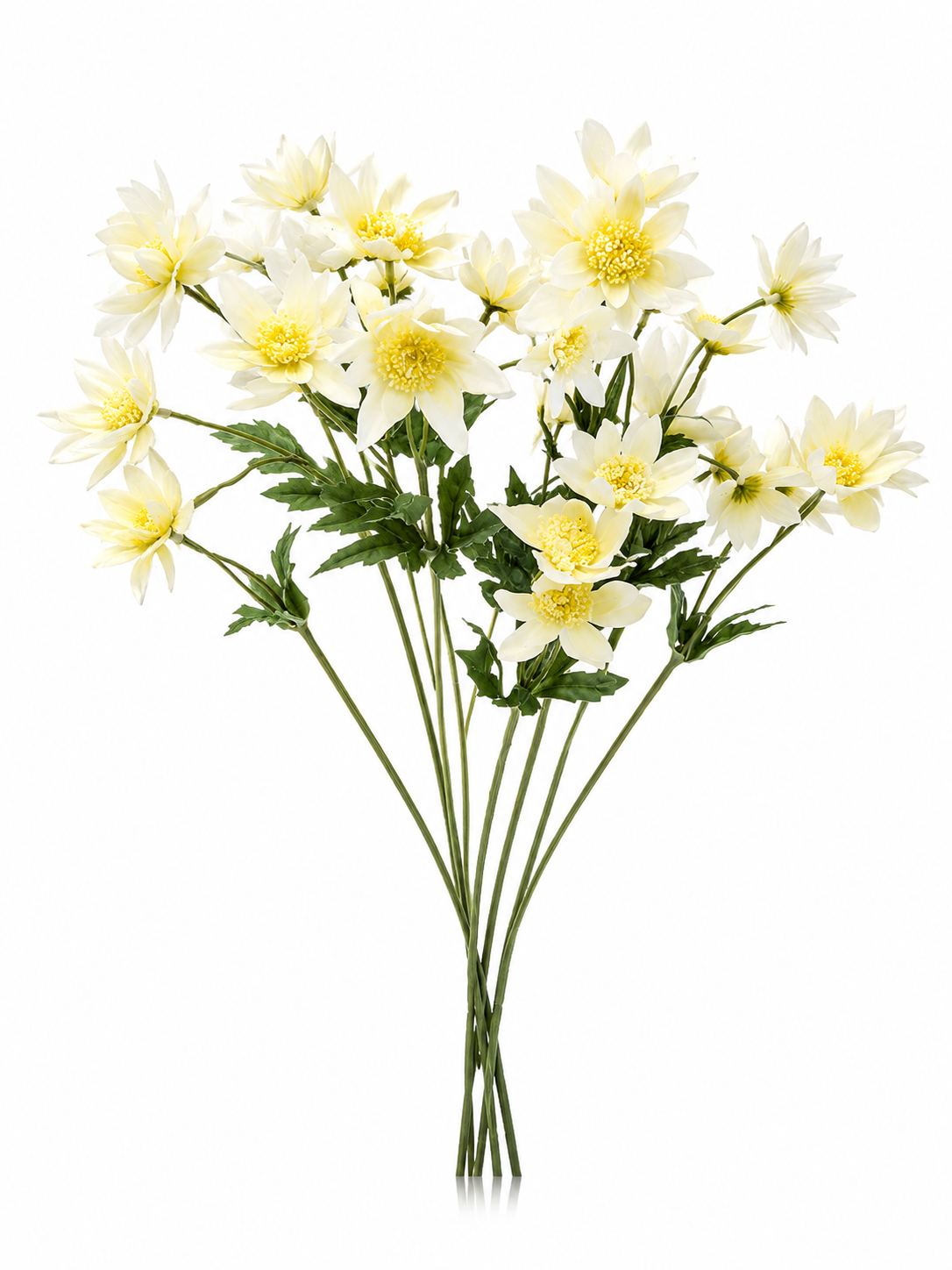 Marguerites Blanches