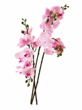 Orchidées Roses