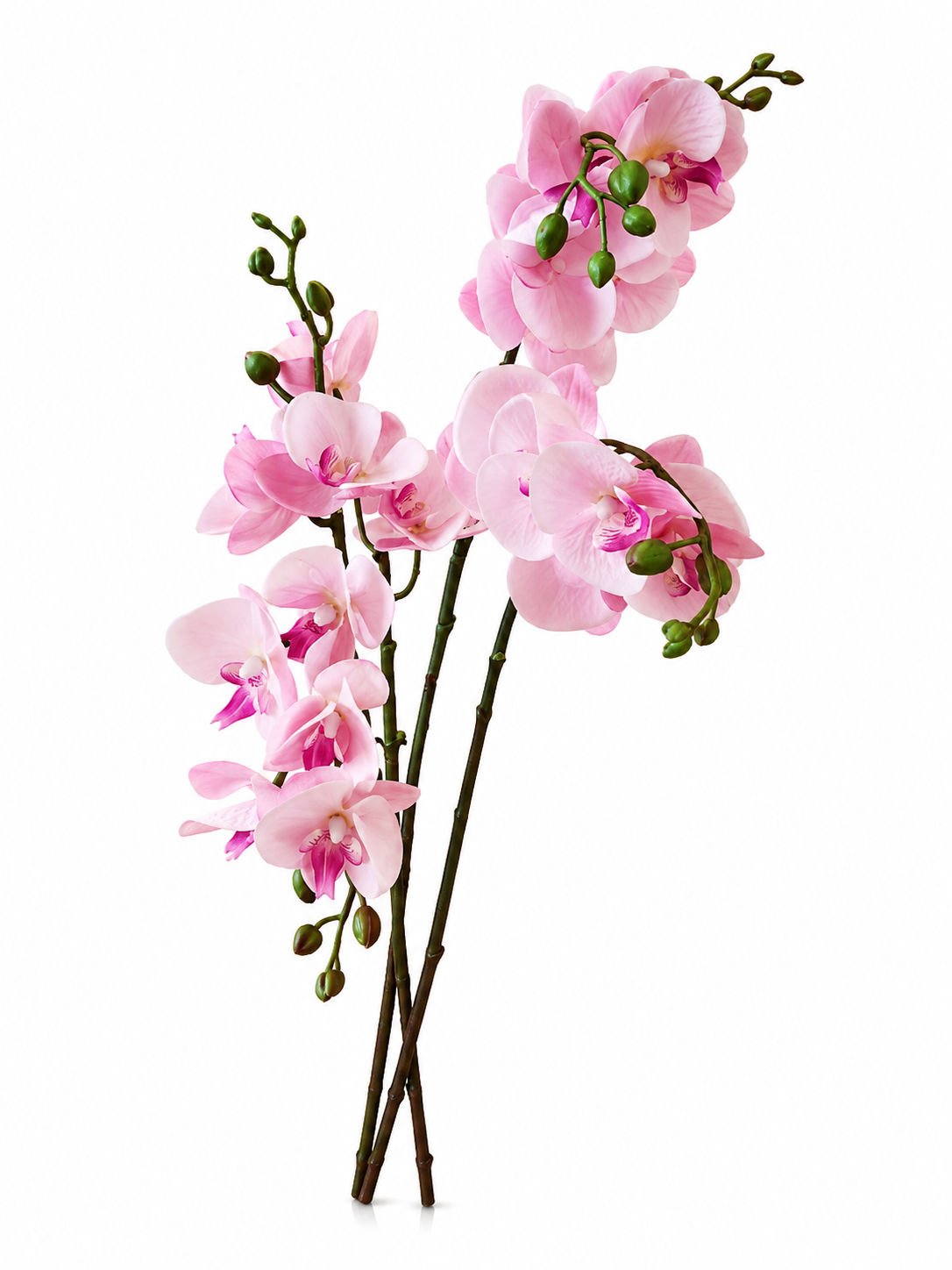 Orchidées Roses