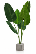 Feuillage Tropical — image principale