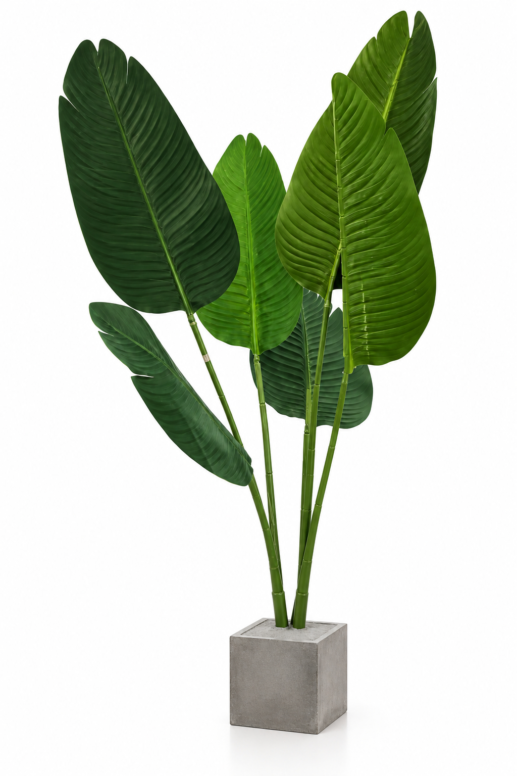 Feuillage Tropical — image principale