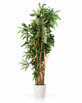 Bambou Élancé — image principale