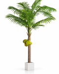 Palmier Coco — image principale