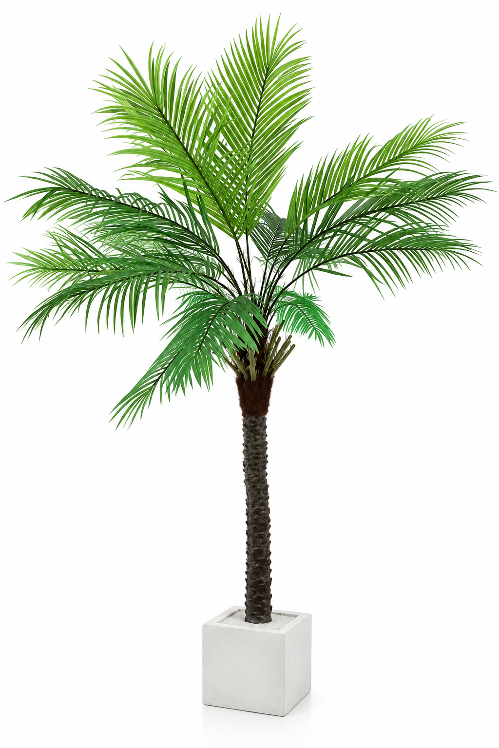 Palmier Tropical — image principale
