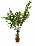 Palmier Vert — image principale