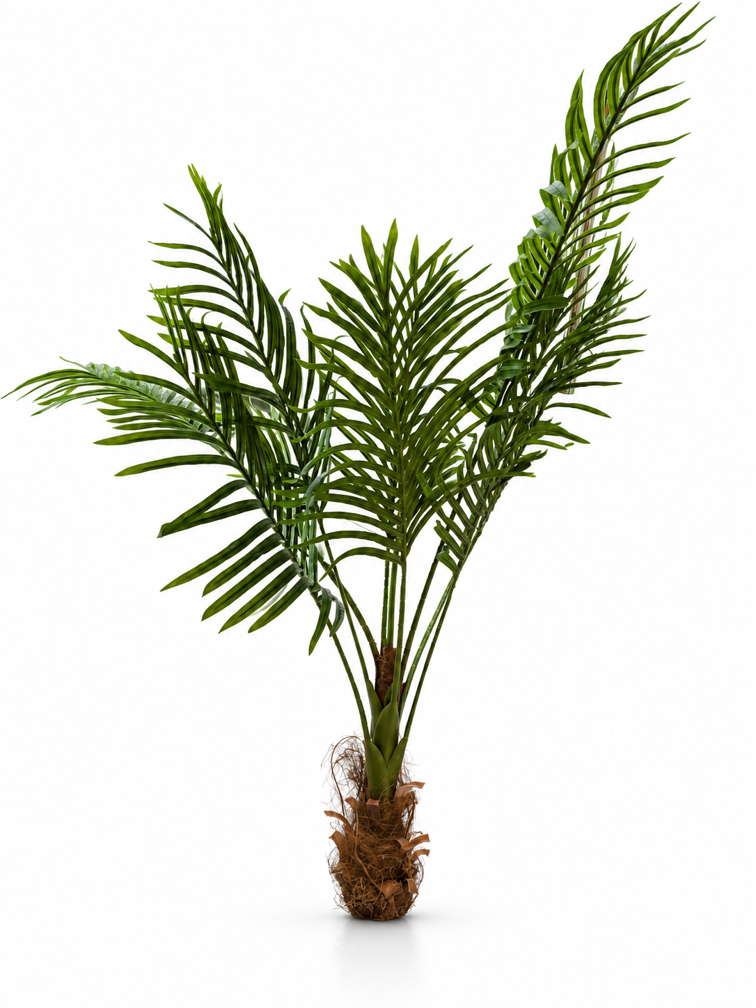 Palmier Vert — image principale