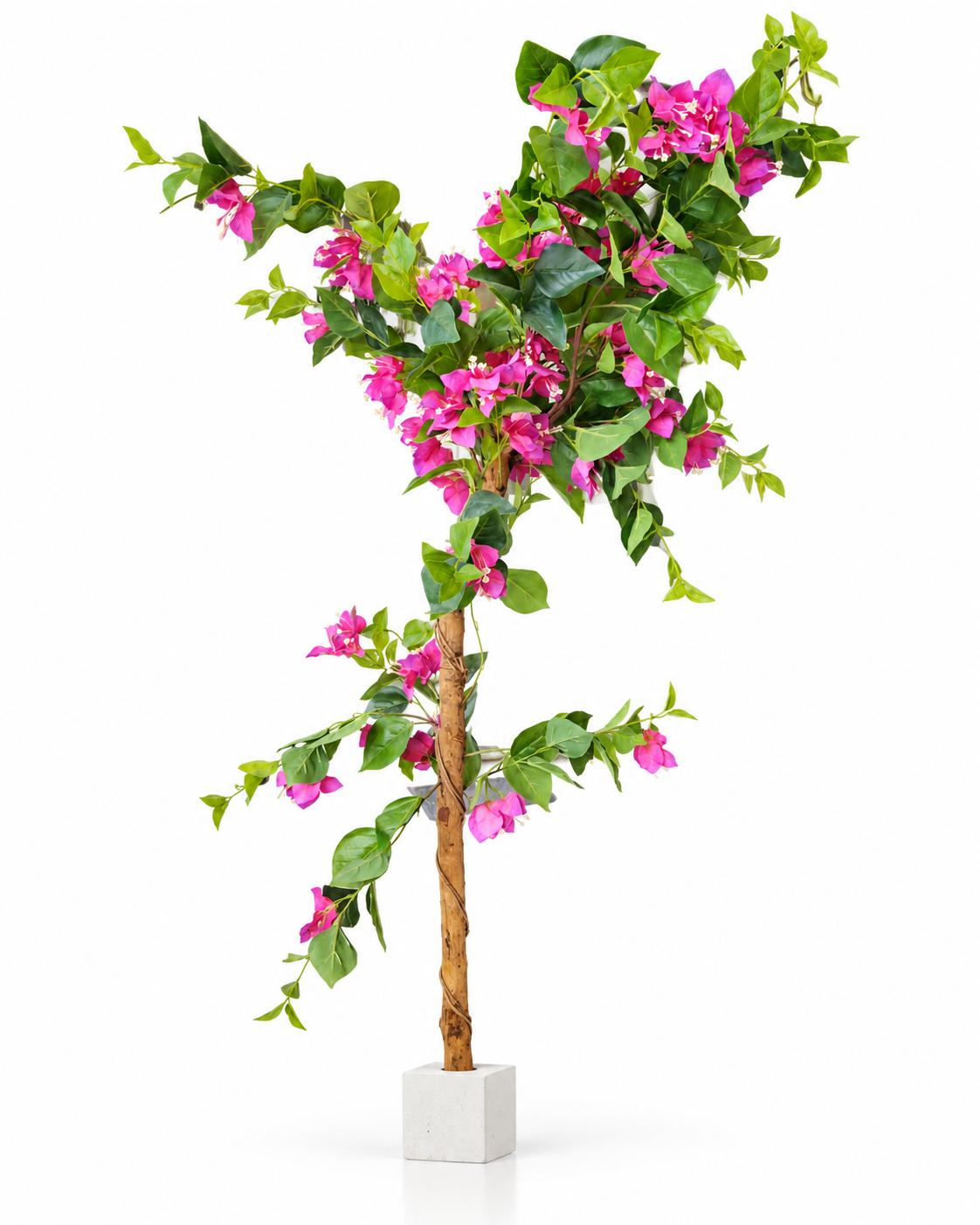 Bougainvillier Rose — image principale