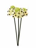 Pompons Blancs